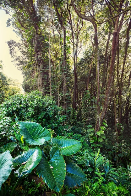 Giungla alle Hawaii