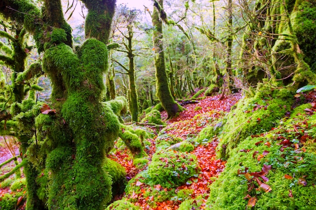 Giungla del faggio di autunno Selva de Irati in Navarra Pirenei Spagna