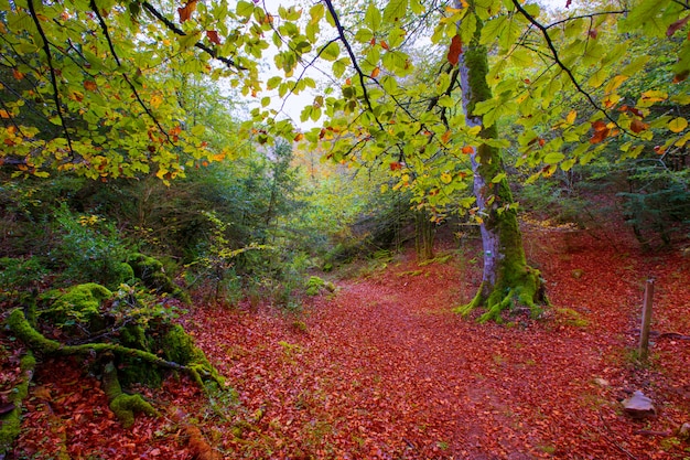 Giungla del faggio di autunno Selva de Irati in Navarra Pirenei Spagna