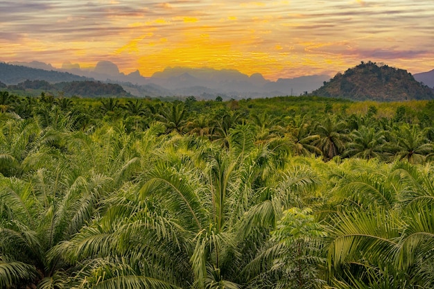 Giungla della foresta pluviale al tramonto Paesaggio tramonto natura palma sullo sfondo di montagna alba Paesaggio maestoso