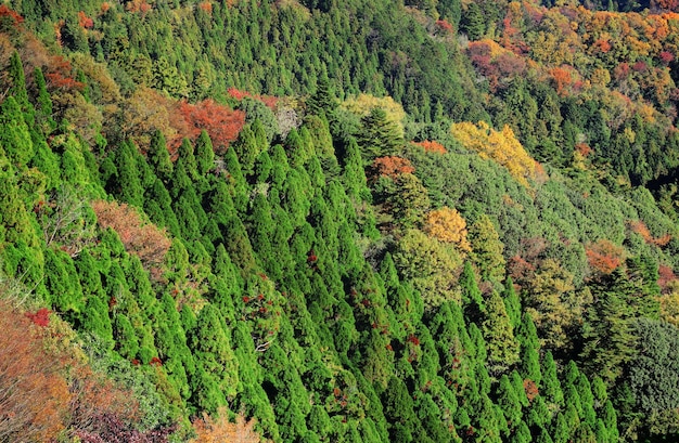 Giungla di montagna in autunno