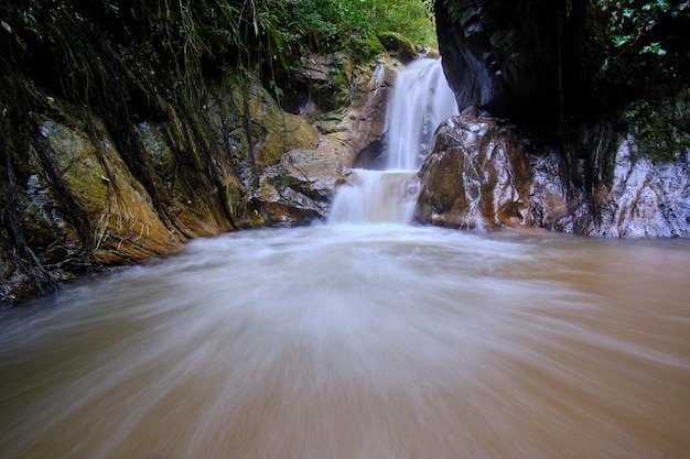 Giungla e fiume