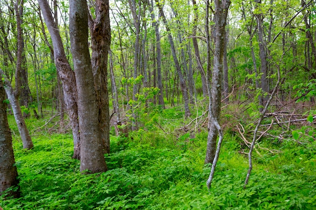 Giungla Forest Park nel Texas all&#39;aperto