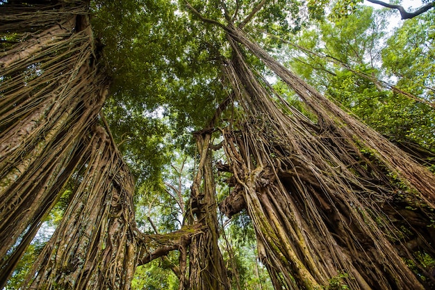 Giungla. Monkey Forest. Turismo esotico. Il resto dell'equatore. Bali Indonesia