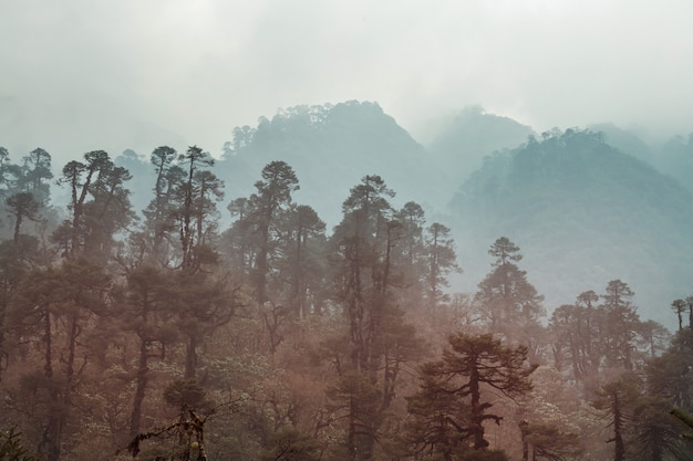 Giungla nelle montagne dell'Himalaya, Nepal