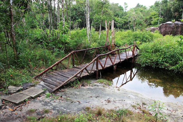 Giungla selvaggia del sud-est asiatico Boschetti d'acqua di piante Ponte sul torrente
