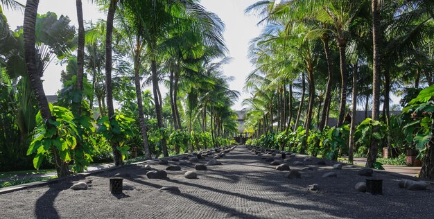 giungla tropicale della foresta di palme