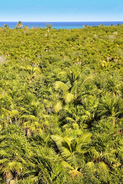 Giungla tropicale della palma Sian Kaan Tulum