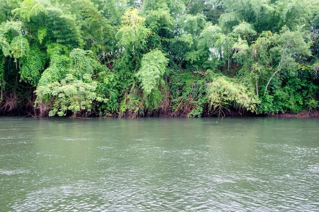 Giungla verde con fiume che scorre