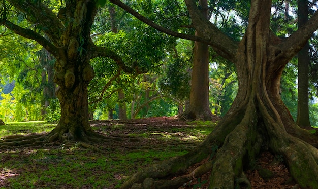 Giungle tropicali del sud-est asiatico