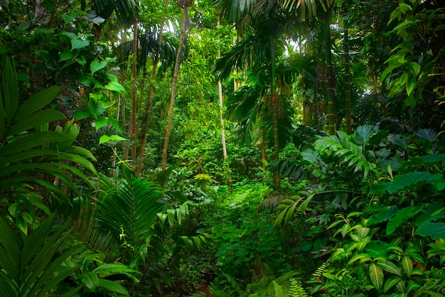 Giungle tropicali del sud-est asiatico