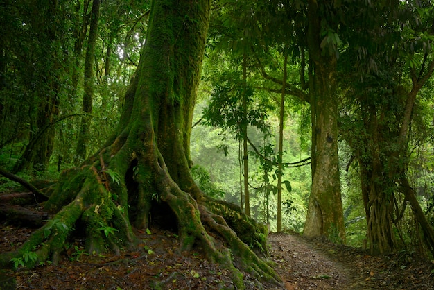 Giungle tropicali del sud-est asiatico