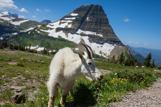 Glacier Park