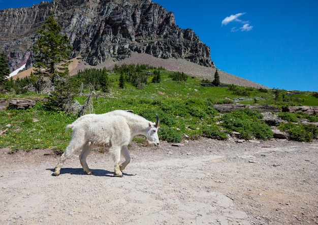 Glacier Park