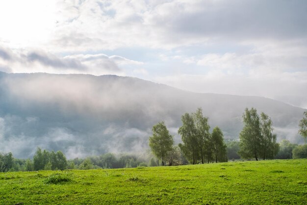 Glade ricoperta di erba con betulle nella nebbia mattutina in montagna