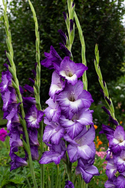 Gladioli fioriscono nel giardino Grandi fiori e boccioli su sfondo verde