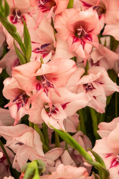 Gladioli