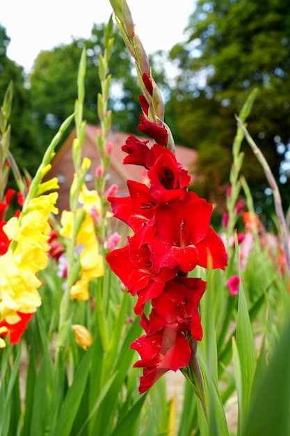 Gladiolus gladiolo viola e giallo gladiolo fioriscono nel giardino