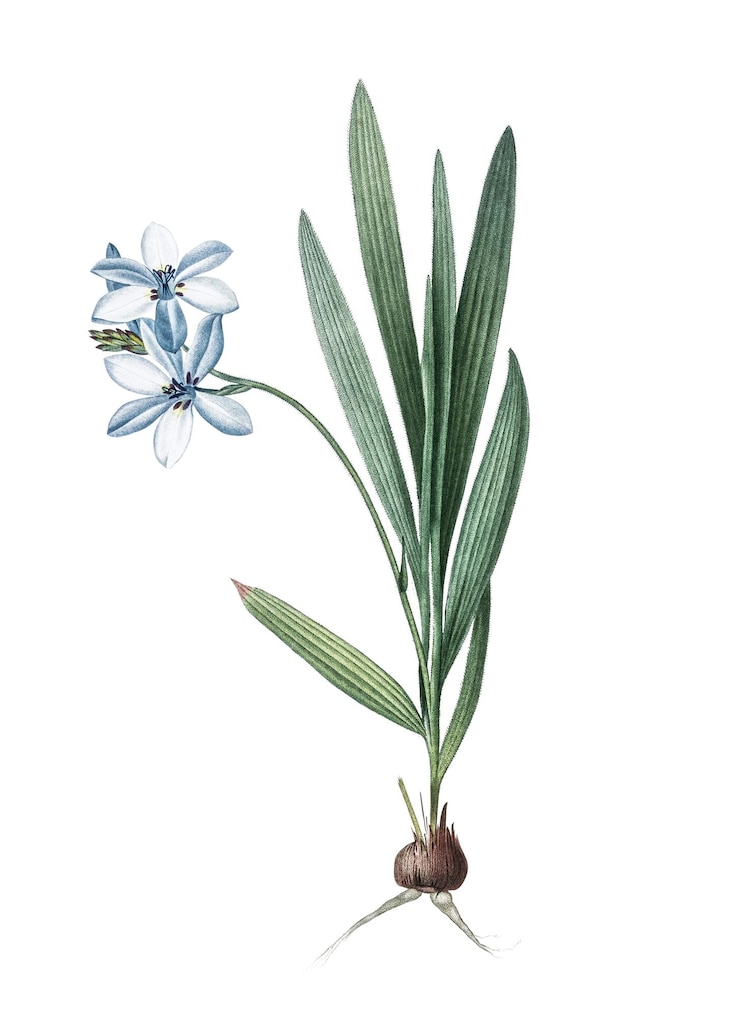 Foto gladiolus plicatus adesivo png illustrazione botanica vintage sfondo trasparente
