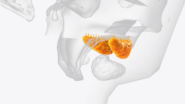 Glande e condotti sublinguali 3d