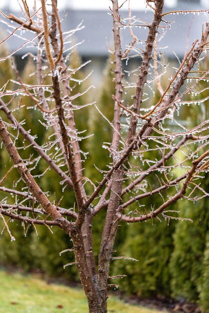 Glassa ghiacciata sui rami dell'albero di albicocca Ghiaccioli congelati sui rami Disgelo Pioggia e gelo