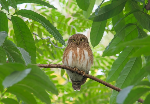 Glaucidium cuculoides