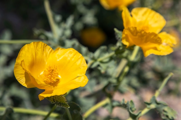 Glaucium flavum Fiori di papavero cornuto giallo