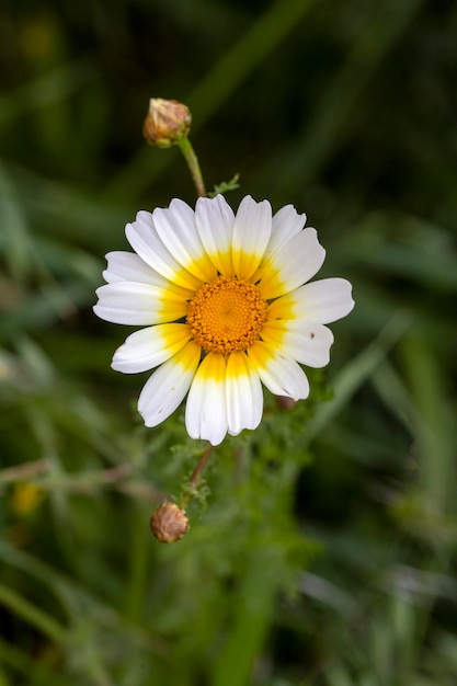 Glebionis coronaria è una specie di pianta da fiore della famiglia delle margherite