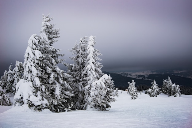 Gli abeti che ondeggiano al vento nella neve stanno su un pendio innevato con tempo freddo nebbioso