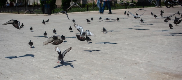 Gli adorabili piccioni, le colombe della città, vivono in un ambiente urbano