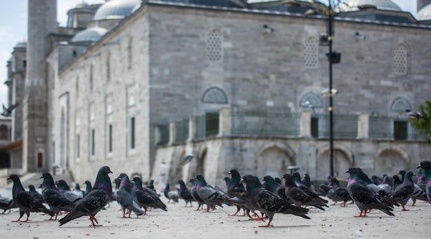 Gli adorabili piccioni, le colombe della città, vivono in un ambiente urbano