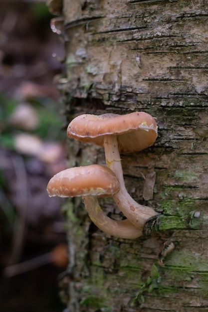 Gli agarici del miele dei funghi crescono sul terreno nell'erba nella foresta russia