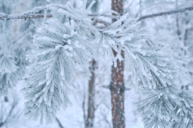 Gli aghi di pino sono coperti di neve dopo una fitta nebbia e gelo.