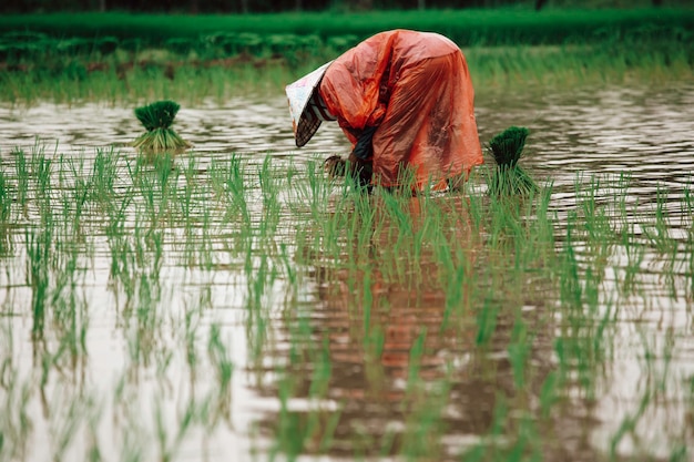 Gli agricoltori asiatici coltivano riso nella stagione delle piogge. Erano inzuppati di acqua e fango per essere preparati per la semina.