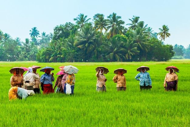 Gli agricoltori che lavorano nel campo di riso