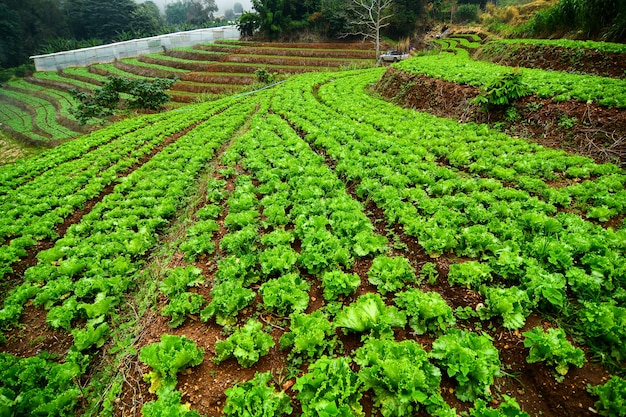 Gli agricoltori coltivano cavoli in terrazze negli altopiani nel nord della Thailandia.