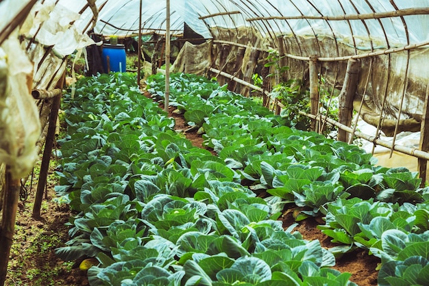 Gli agricoltori coltivano verdure di cavolo nel giardino.