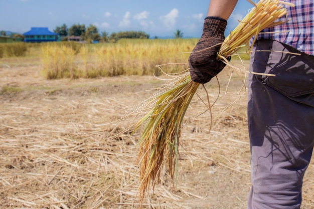 Gli agricoltori detengono cereali sui campi.