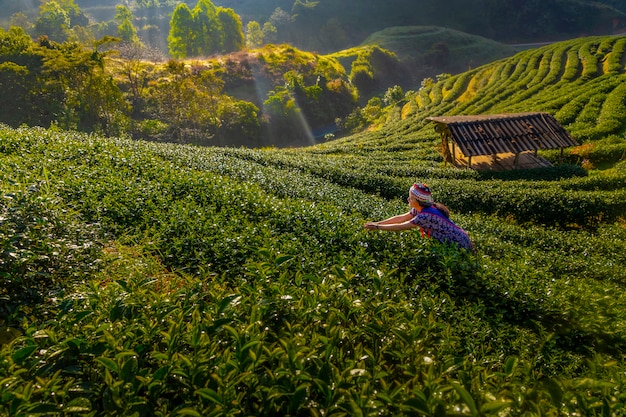 Gli agricoltori di tè raccolgono il tè al mattino, tra montagne e nebbia.