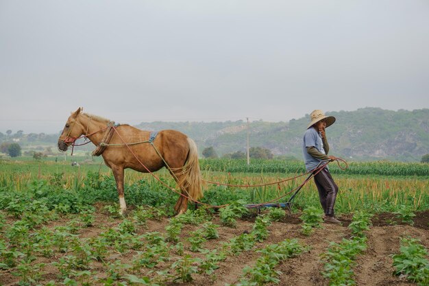 Gli agricoltori lavorano su un campo utilizzando un aratro manuale su trainato da cavalli