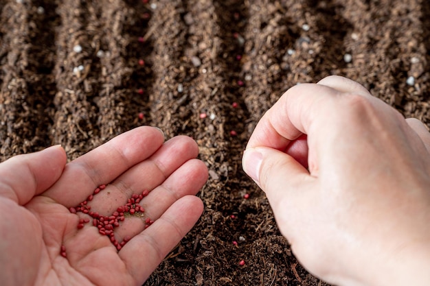 Gli agricoltori piantano semi a mano nel terreno