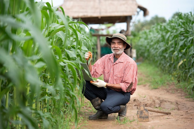 Gli agricoltori più anziani utilizzano la tecnologia nei campi di mais agricoli