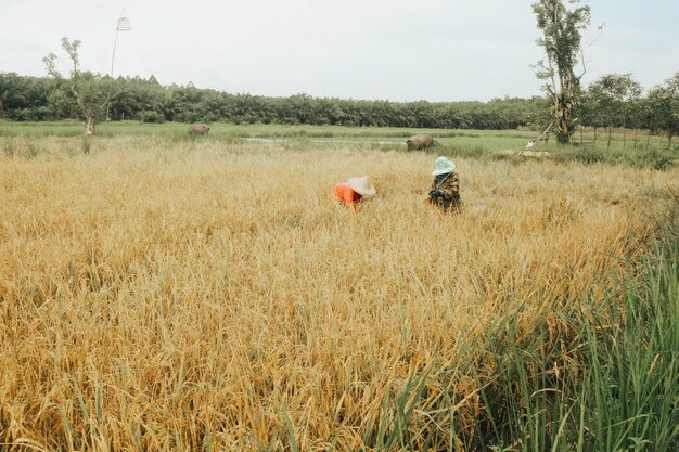 Gli agricoltori raccolgono campi di riso.