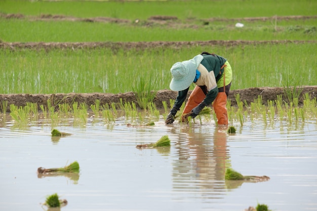 Gli agricoltori stanno piantando il riso nella fattoria. Gli agricoltori si piegano per coltivare il riso. Copia spazio