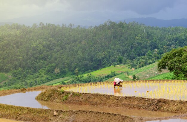 Gli agricoltori stanno piantando riso nella fattoria