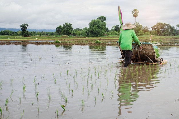 Gli agricoltori stanno piantando riso.