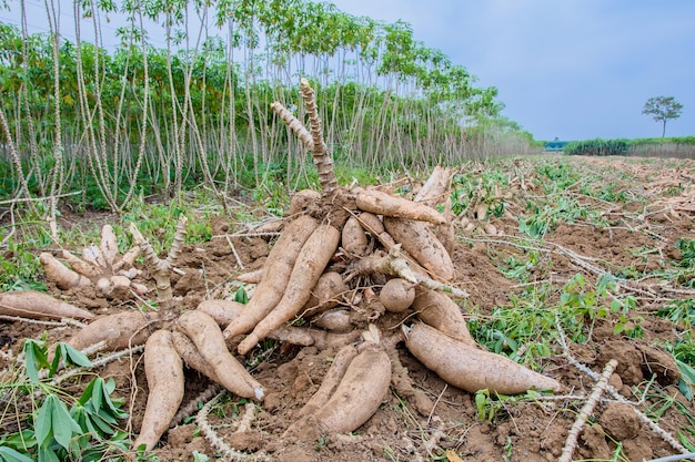 Gli agricoltori stanno raccogliendo prodotti agricoli di manioca