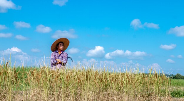 Gli agricoltori stanno raccogliendo raccolti nelle risaie. Giorno di cielo luminoso