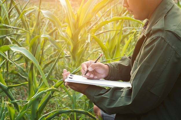 Gli agricoltori stanno registrando la crescita del mais nei campi