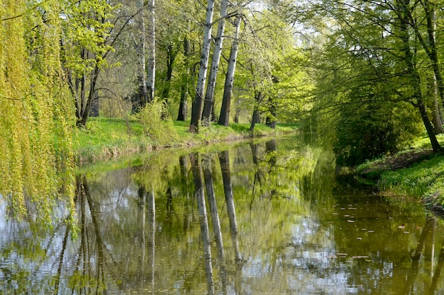 Gli alberi ad alta primavera crescono vicino al lago.